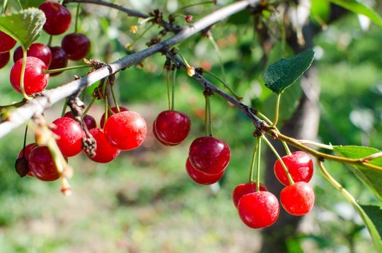 Dried Cherry Jubilee - case of 6 - 6 oz resealable bags